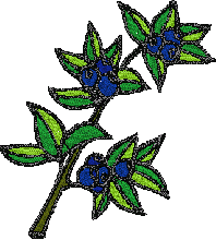 Blueberry bernina embroidery house designs canada