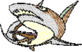 Brown Shark Embroidery Design