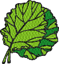 Letuce Embroidery Design