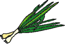 Onion Embroidery Design