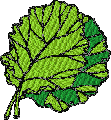 Letuce Embroidery Design