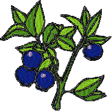 Fruit bernina embroidery designs uk